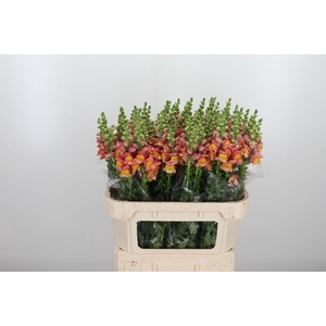 Antirrhinum Po D. Orange