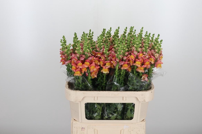 <h4>Antirrhinum Po D. Orange</h4>