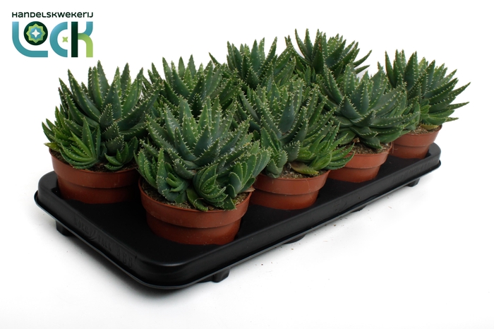 <h4>Aloë Brevifolia</h4>