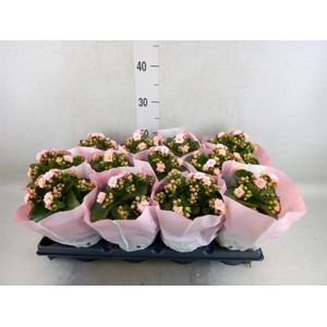 Kalanchoe blos.   ..rosebud