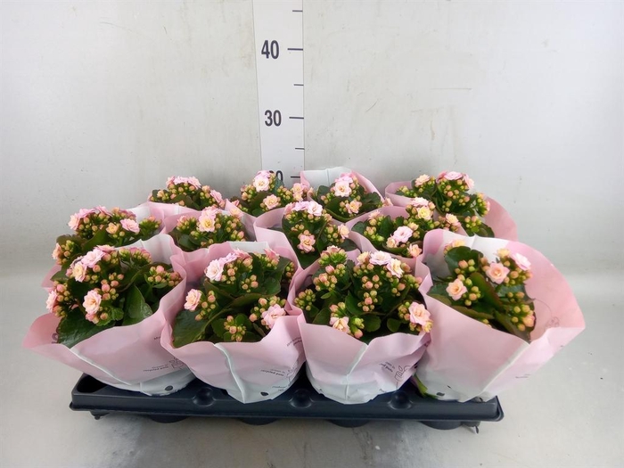 <h4>Kalanchoe blos.   ..rosebud</h4>