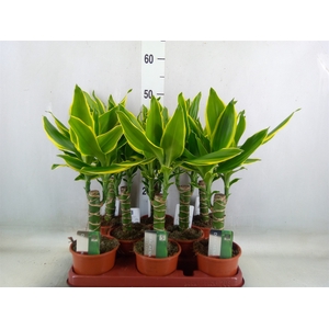 Dracaena frag. 'Golden Coast'