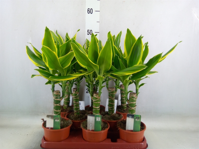 <h4>Dracaena frag. 'Golden Coast'</h4>