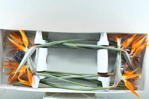 <h4>Strelitzia Bloem</h4>