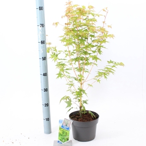 Acer palmatum