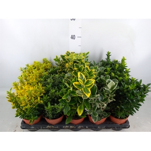 Euonymus japon.   ...mix