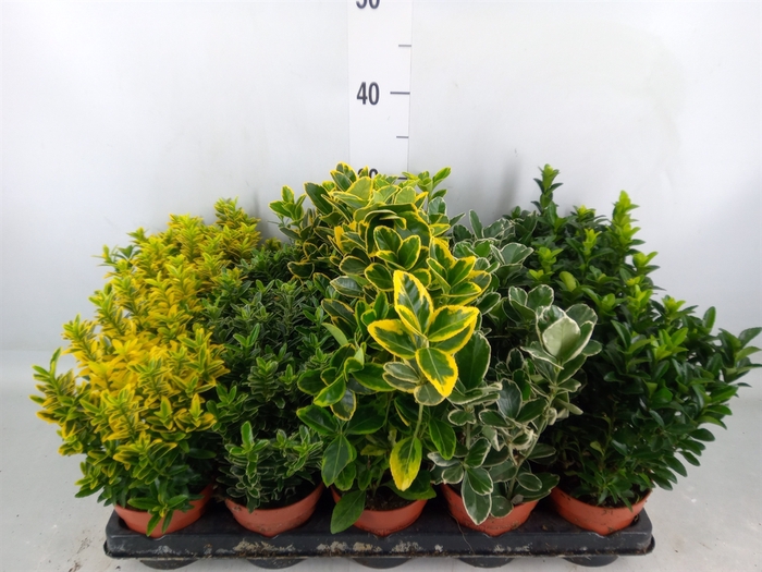 <h4>Euonymus japon.   ...mix</h4>