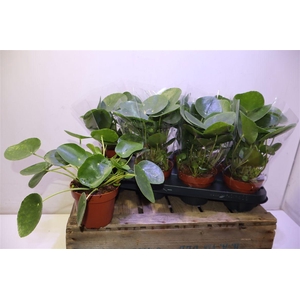 Pilea Peperomioides