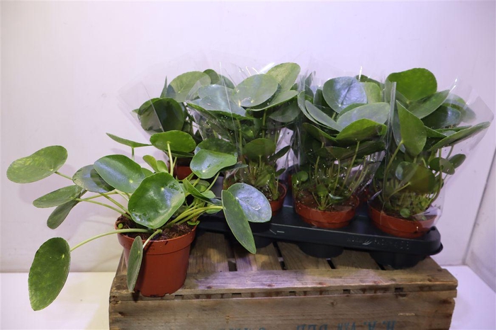 <h4>Pilea Peperomioides</h4>