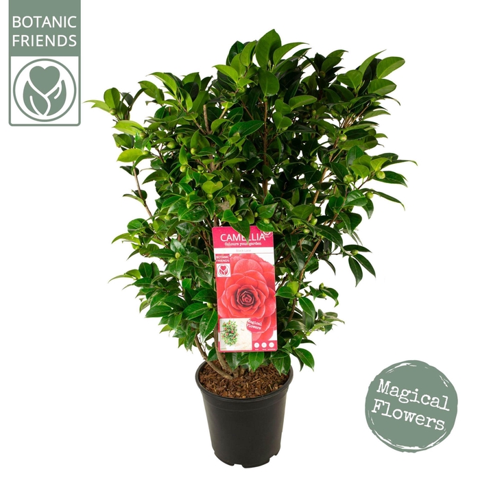 <h4>Camellia japonica</h4>