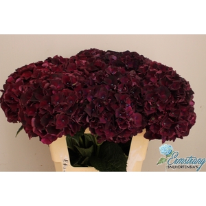 HYDR M MAG DARK RUBY