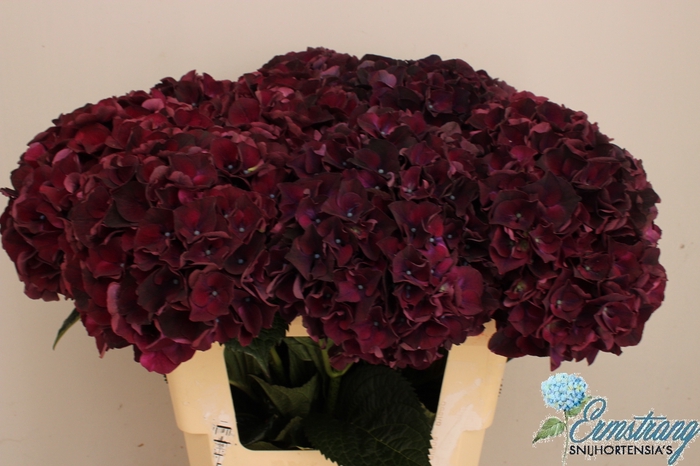 <h4>HYDR M MAG DARK RUBY</h4>
