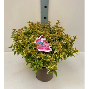 Abelia Lady Summerdream 19T