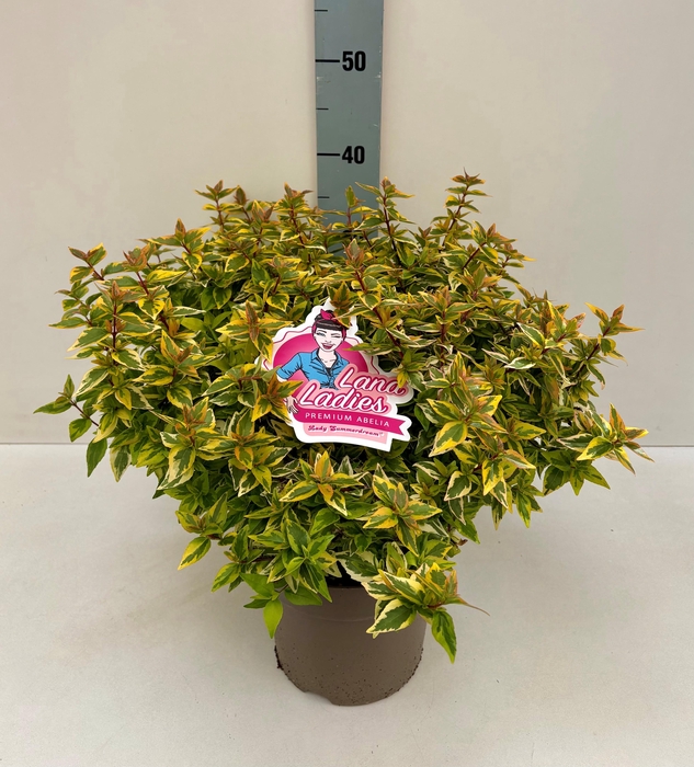 <h4>Abelia Lady Summerdream 19T</h4>