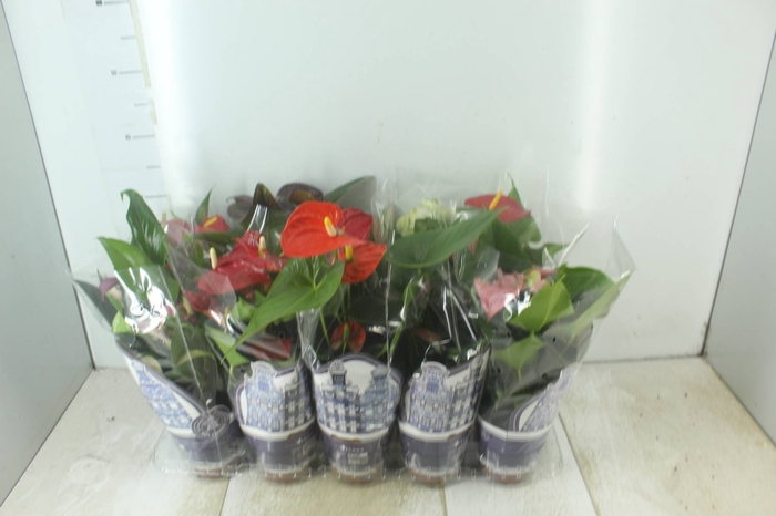 <h4>ANTHURIUM VARIADO P12</h4>