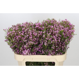 Chamelaucium Kerryn
