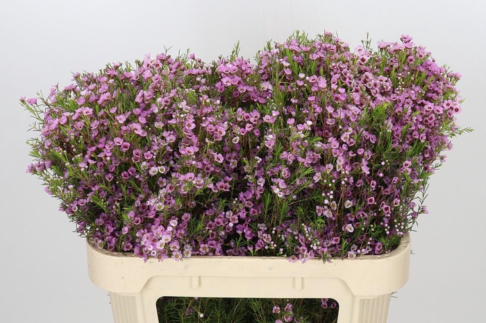<h4>Chamelaucium Kerryn</h4>