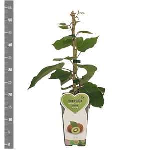 Kleinfruit Actinidia d. Hayward 2 liter (kiwi)