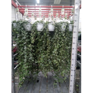 Hedera helix 'Eva'