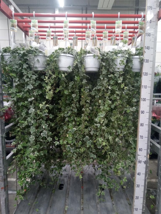<h4>Hedera helix 'Eva'</h4>