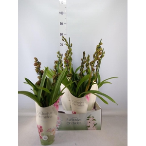 Cymbidium  'Magic Vogel'