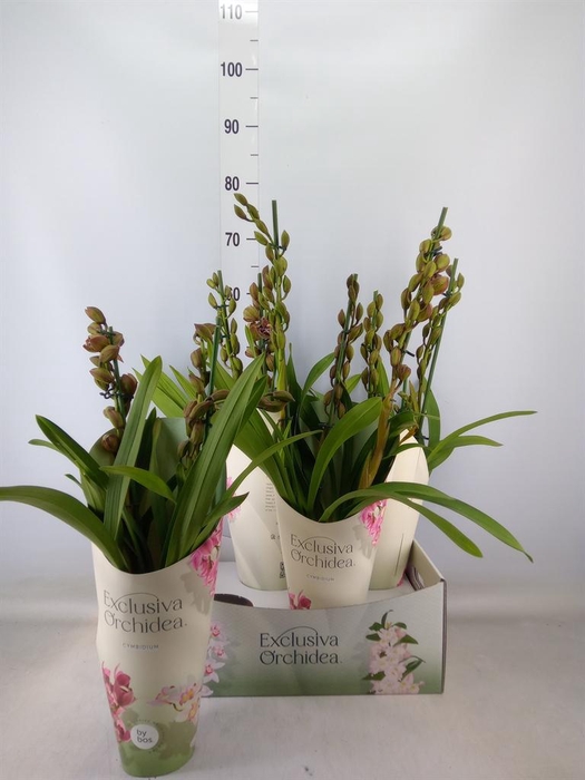 <h4>Cymbidium  'Magic Vogel'</h4>