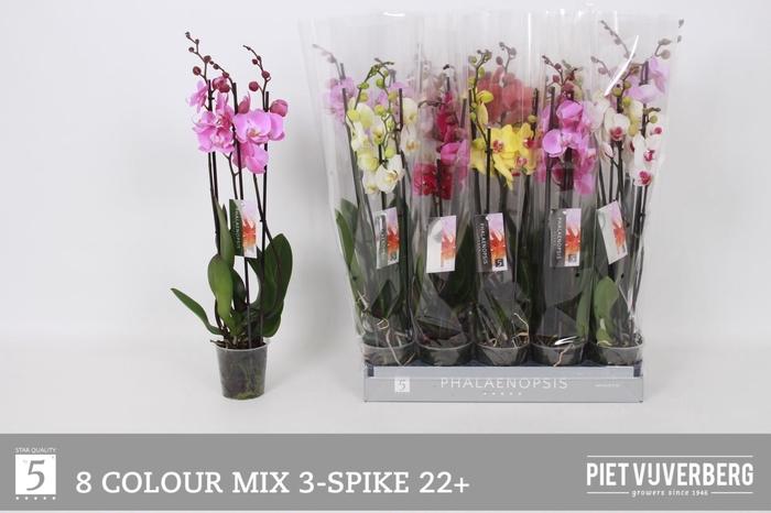 <h4>PHAL GEM 8 KL</h4>