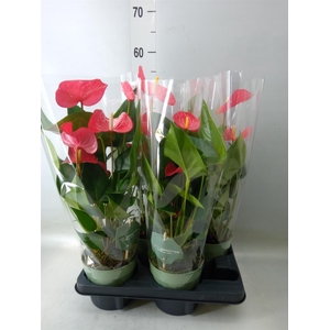 Anthurium andr. 'Maine'
