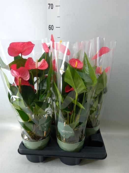 <h4>Anthurium andr. 'Maine'</h4>