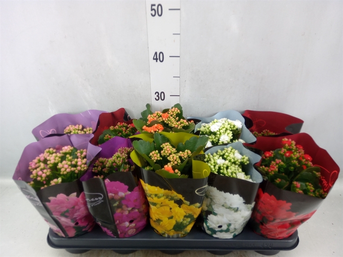 <h4>Kalanchoe blos.   ..rosebud rs fl 5</h4>