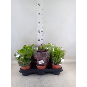 Peperomia