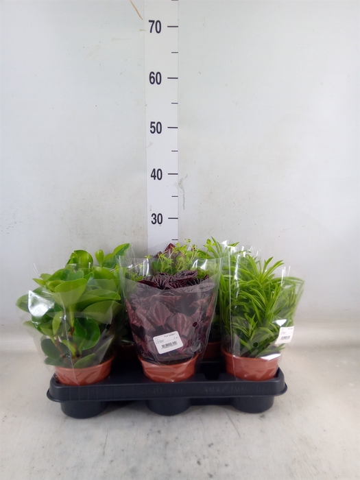 <h4>Peperomia</h4>