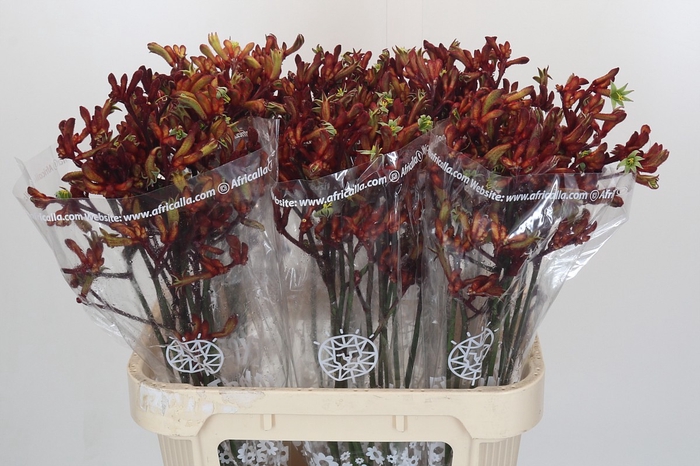 <h4>Anigozanthos Early Spring Indoor</h4>