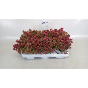 Sedum spurium 'Spot on deep Rose'