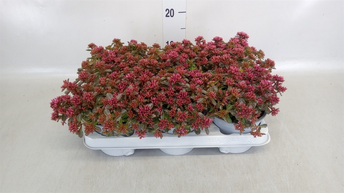<h4>Sedum spurium 'Spot on deep Rose'</h4>