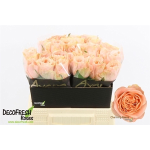 Rosa a grande fleur Charming Reeva