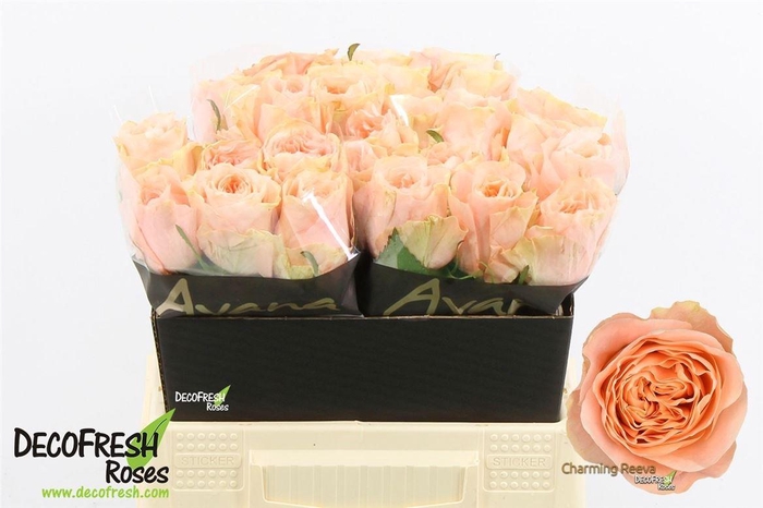 <h4>Rosa a grande fleur Charming Reeva</h4>