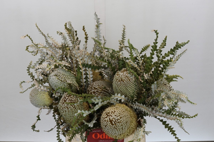 <h4>Banksia Speciosa</h4>