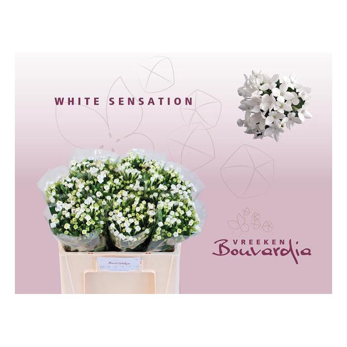 <h4>BOU EN WHI SENSATION</h4>