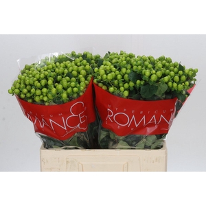 Hypericum Lucky Romance