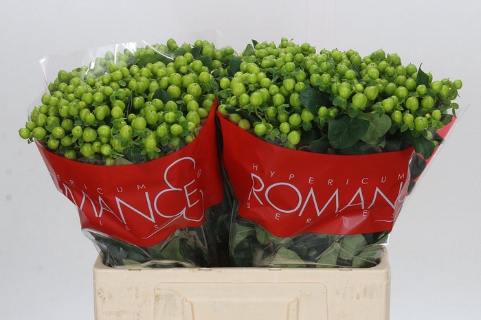 <h4>Hypericum Lucky Romance</h4>