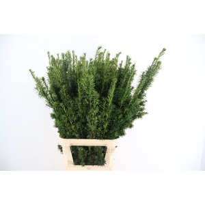 TAXUS B FAS AUREA