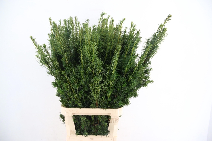 <h4>TAXUS B FAS AUREA</h4>