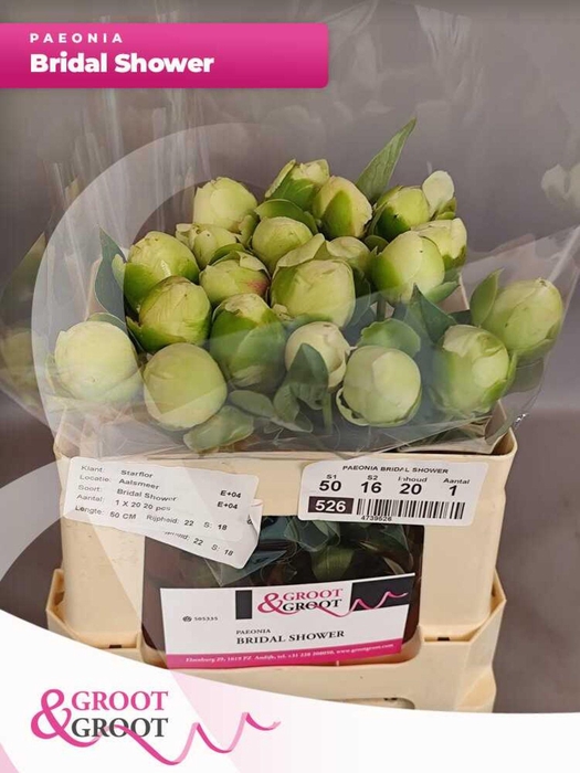 <h4>Paeonia Bridal Shower</h4>