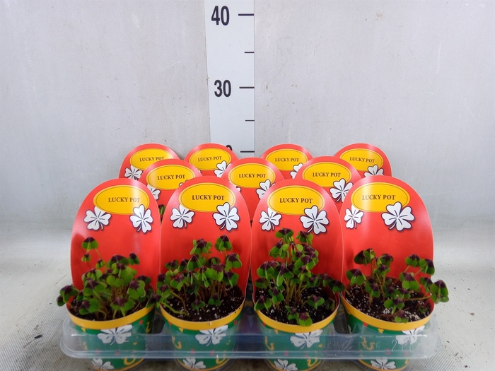 <h4>Oxalis deppei</h4>