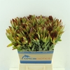 Leucadendron Ay African Sky