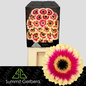Germini Volcano Diamond