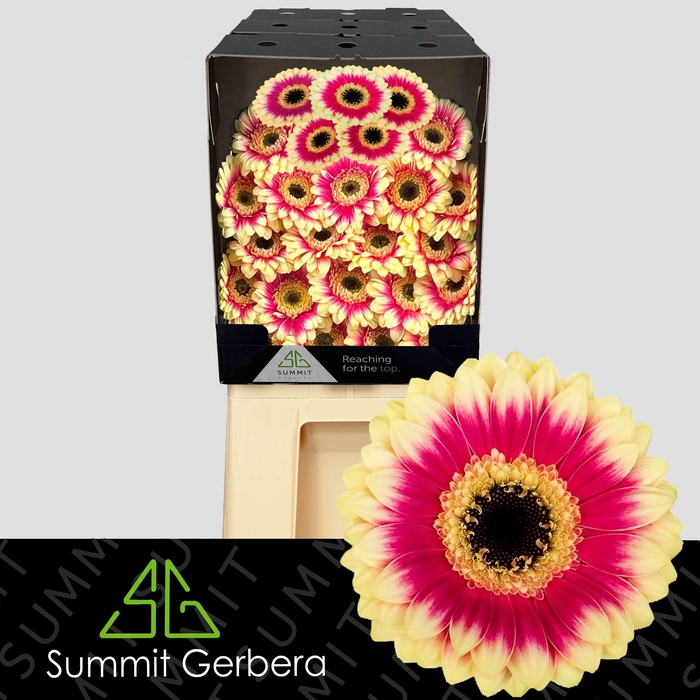 <h4>Germini Volcano Diamond</h4>