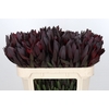 Leucadendron Saf Sunset Dark R.