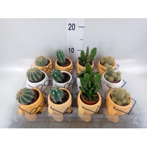Cactus   ...mix